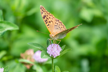 The dark green fritillary butterfly collects nectar on flower. Speyeria aglaja is a species of butterfly in the family Nymphalidae.