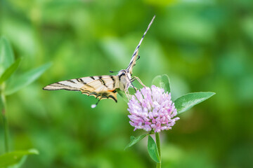 Beautiful Butterfly Scarce Swallowtail, Sail Swallowtail, Pear-tree Swallowtail, Podalirius. Latin name Iphiclides podaliriu. Butterfly collects nectar on flower.