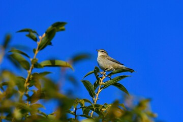 晴天の青空の下で姿を見せた小さなかわいい小鳥ムジセッカ
