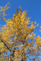 autumn trees and sky, William Hawrelak Park, Edmonton, Alberta