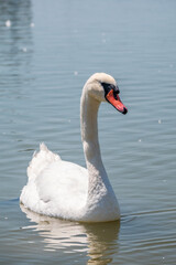 Graceful white Swan swimming in the lake, swans in the wild. Portrait of a white swan swimming on a lake.