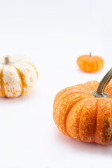 A view of a group of small pumpkins, on a white background.