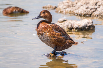 Beautiful duck, Common pochard female, Aythya ferina, standing on a lake shore.