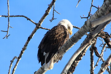 Bird Of Prey, Gold Bar Park, Edmonton, Alberta