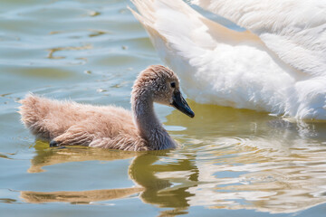 Beautiful baby cygnet mute swan fluffy grey and white chicks. Springtime new born wild swans birds in pond. Young swans swmming in a lake.