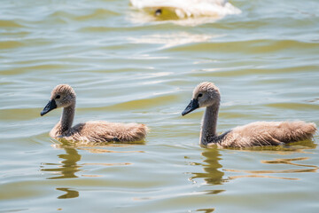 A female mute swan, Cygnus olor, swimming on a lake with its new born baby cygnets. Mute swan protects its small offspring. Gray, fluffy new born baby cygnets.