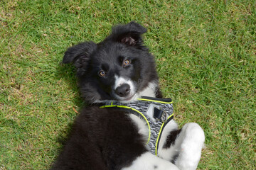 black and white puppy playing