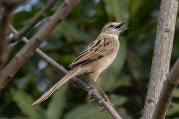 Close-up image of beautiful Striated Grass bird with nature background