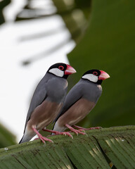 Group of beautiful bird Java sparrow (Lonchura oryzivora)