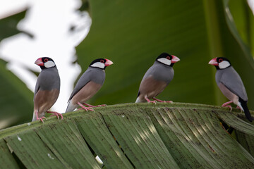Fototapeta premium Group of beautiful bird Java sparrow (Lonchura oryzivora)