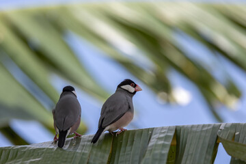 A pair of beautiful bird Java sparrow (Lonchura oryzivora)