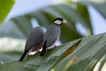 A pair of beautiful bird Java sparrow (Lonchura oryzivora)
