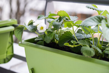 Flowering strawberry plant in flower pot hanging on balcony fence high angle view.