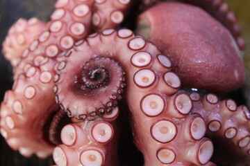 octopus on the beach