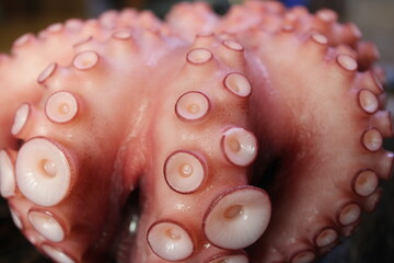 close up of octopus