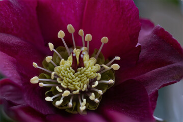 Close-up of pistils and stamen of a purple Christmas rose (Helleborus niger 