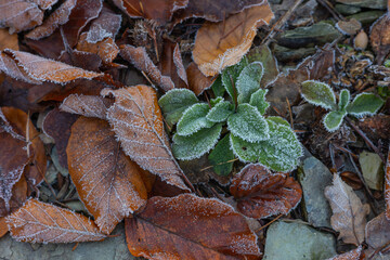 Autumn foliage on the ground with hoar frost