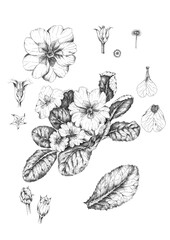 Botanical art drawing of primula primrose flowers, isolated on white background