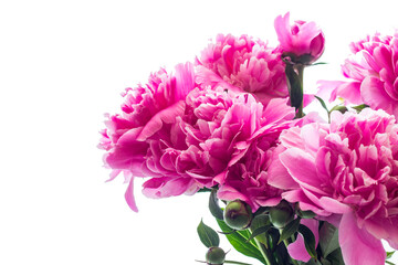 Peonies. A bouquet of peonies on a white background. Spring flowers. Copy space. - 477557632