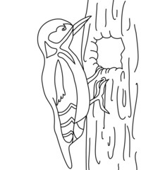Bird vector illustration, woodpecker vector, black and white line, isolated on white background.