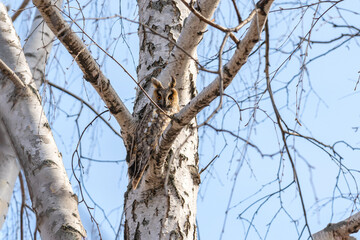 Beautiful owl looking at the camera, bird of prey