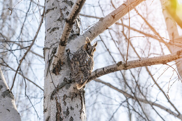 The owl looks back at the photographer. An owl sits on a birch branch