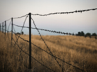barbed wire fence and meadow