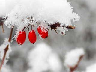red berries in snow - obrazy, fototapety, plakaty