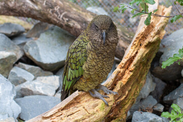 Kea (Nestor notabilis) Endemic Parrot to New Zealand perched on a branch, at Wellington Zoo