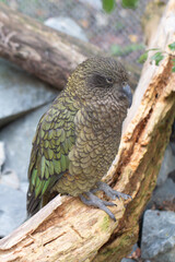 Kea (Nestor notabilis) Endemic Parrot to New Zealand perched on a branch, at Wellington Zoo