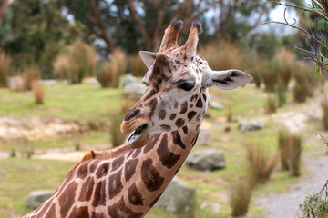 Giraffe looking at camera with mouth open in a smile like expression, at Wellington Zoo, New Zealand
