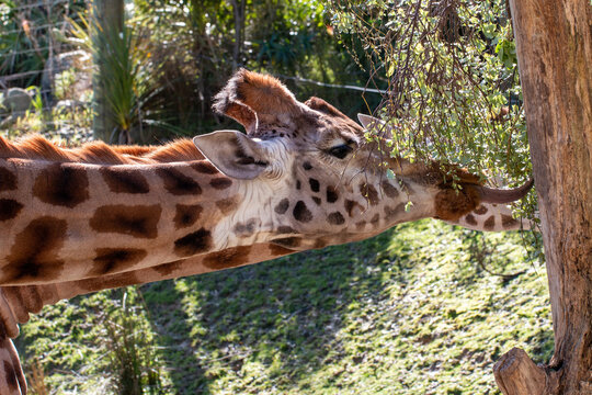 a Giraffe extending it's tongue out to feed from a tree at Wellington Zoo, New Zealand