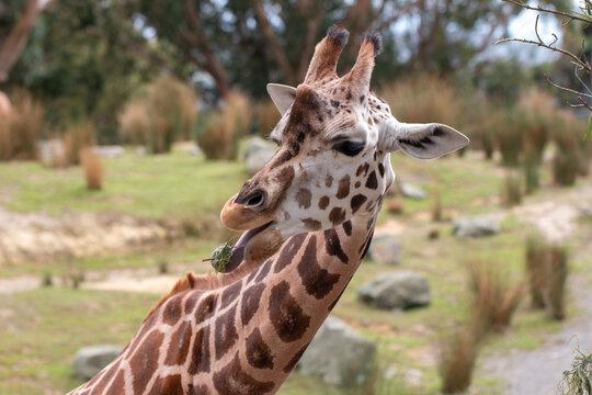 Giraffe eating leaves using its tongue at Wellington Zoo, New Zealand