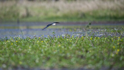 Black-winged Stilt ( Himantopus himantopus ) in Queensland, Australia 