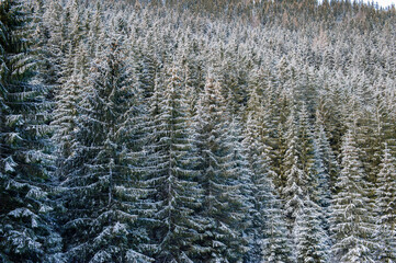 winter forest landscape - 477565677