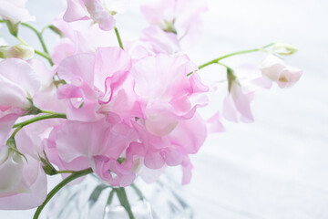 ピンクのスイートピー　春の花の背景 - obrazy, fototapety, plakaty