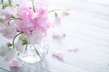 ピンクのスイートピー　春の花の背景