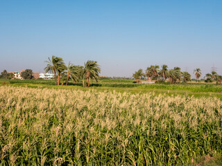 View of a green field with growing palm trees against the blue sky in Luxor. Copy space.