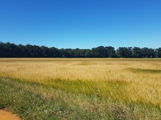 Fototapeta premium Summer Field 