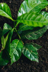 Coffee plant