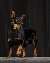 German pincher studio photos with dark background