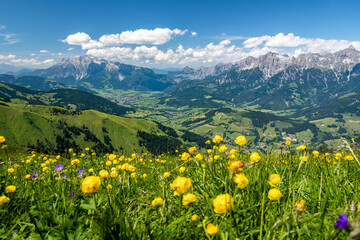 Yellow flower meadow with a panoramic view of Maria Alm and Saalfelden, Salzburg, Austria