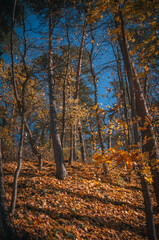Obraz premium Yellow forest scape