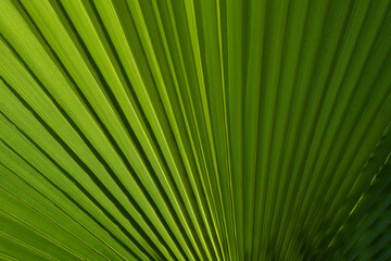 Tropical green background. Coconut palm trees green texture background. Tropical palm coconut trees on sky, nature background.