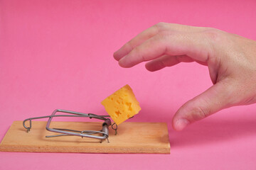 Hand reaches for piece cheese in mousetrap on a pink background.Concept business, life and hard...