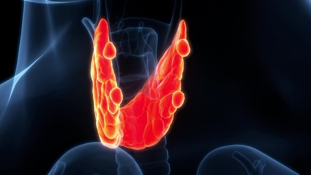 Human Body Glands Thyroid Gland Anatomy Animation Concept