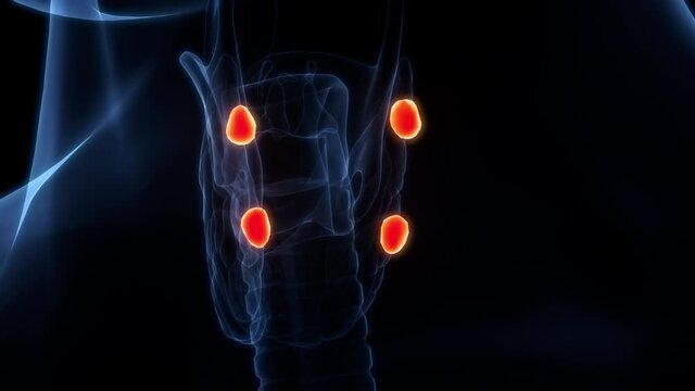 Human Body Glands Parathyroid Glands Anatomy Animation Concept