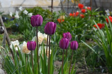 Blooming purple tulips in the garden