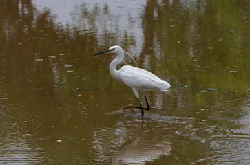 Little Egret an Aquatic Bird or Water Bird found in Rice Field of Odisha India