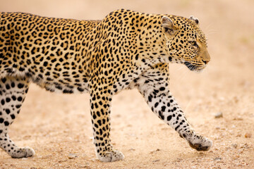 A horizontal close-up portrait of a leopard walking on a sand road, Kruger National park, South Africa
